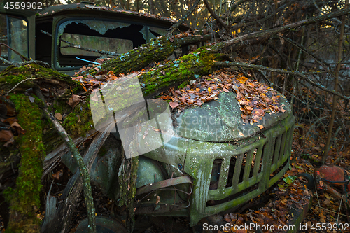 Image of Fallen tree on abandoned truck left outside