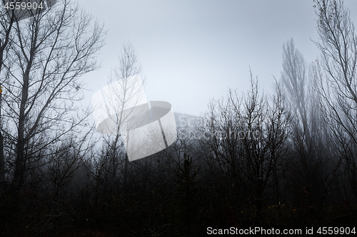 Image of Dark abandoned house in the forest