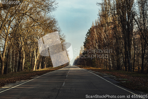 Image of Forest reclaiming the Zone, in Chernobyl