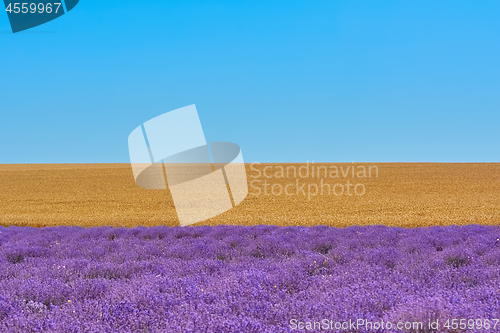 Image of Lavender and Rye Fields