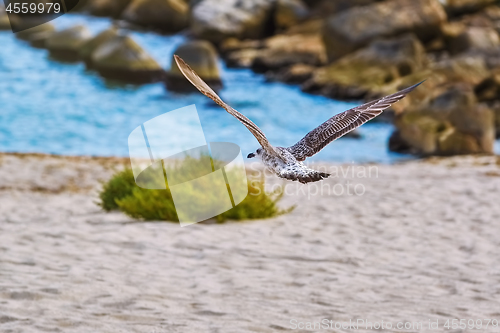 Image of Flying Young Seagull