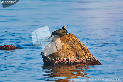 Image of Cormorant on the Rock