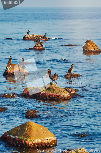 Image of Cormorants on the Rocks