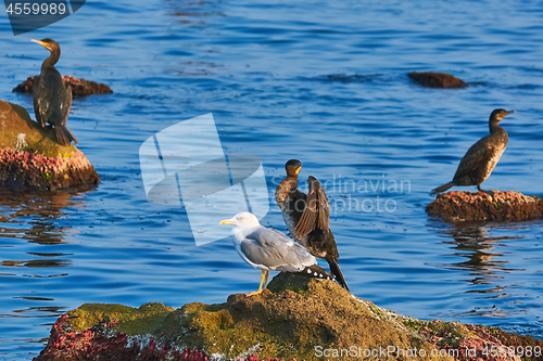 Image of Cormorant and Seagull on the Rock