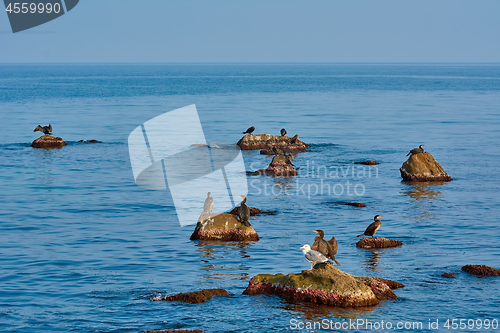 Image of Cormorants on the Rocks