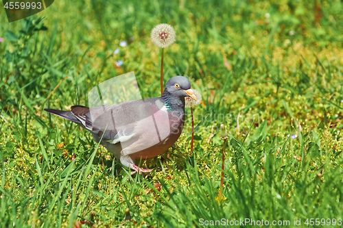 Image of Common Wood Pigeon