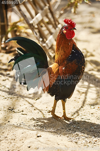 Image of Brown Leghorn Rooster