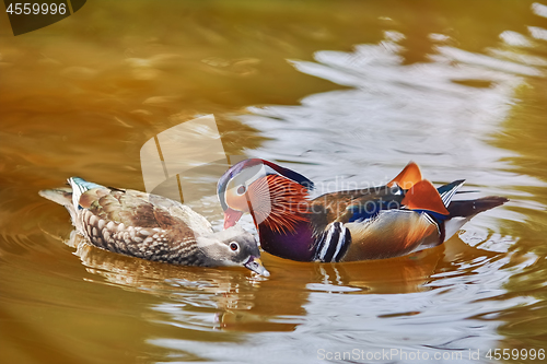 Image of Mandarin Ducks in the Pond