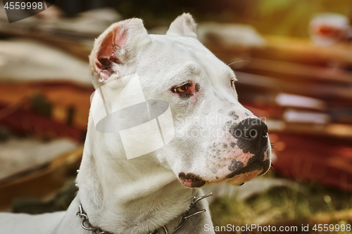 Image of American Staffordshire Terrier