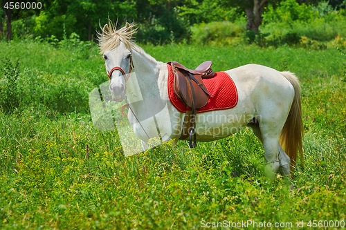 Image of White Horse in Grass