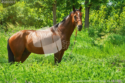 Image of Chestnut Horse in the Grass