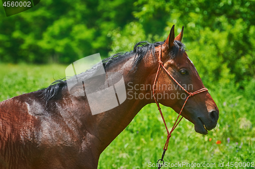 Image of Portrait of Horse