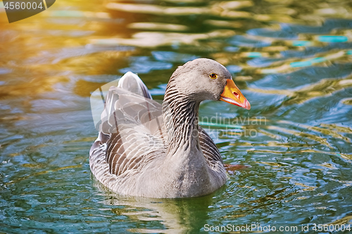 Image of Goose in the Pond