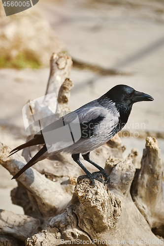 Image of Crow on the Snag