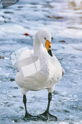 Image of Swan on Ice