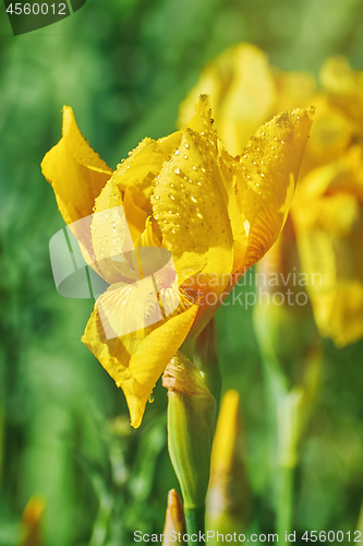 Image of Flower of an Yellow Iris 