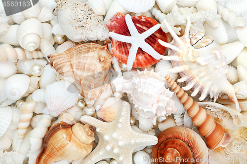 Image of Seashell Abstract Background