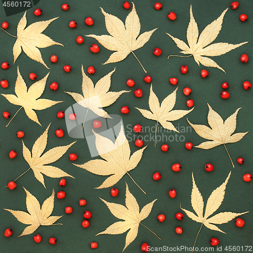 Image of Acer Leaves and Red Berry Background 