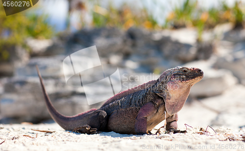 Image of exuma island iguana in the bahamas