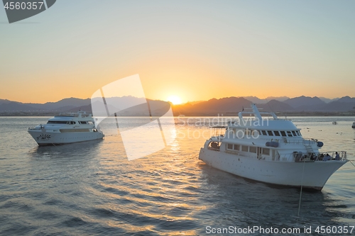 Image of White yachts on the Red Sea at sunset