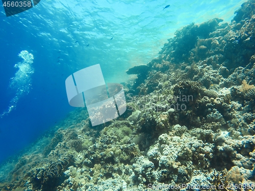 Image of Coral Reef underwater in the sea