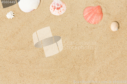 Image of seashells on beach sand