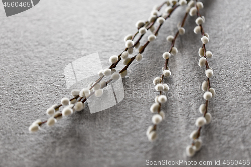 Image of pussy willow branches on stone background