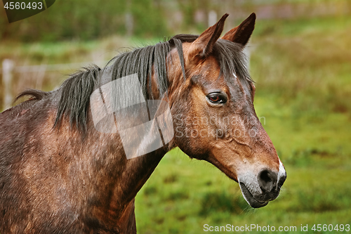 Image of Portrait of the Horse