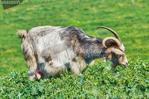 Image of Goat Eating Grass