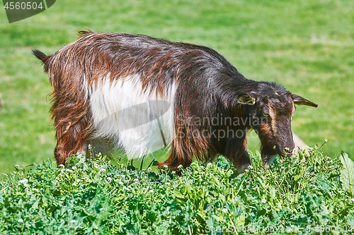 Image of Goat Eating Grass