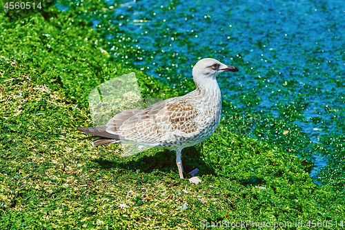 Image of Nestling of Seagull 