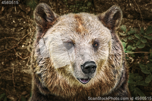 Image of Portrait of the Bear
