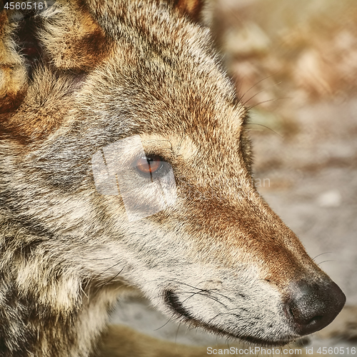 Image of Portrait of The Wolf