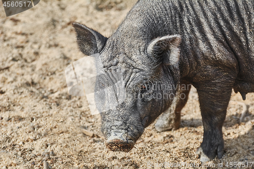 Image of Portrait of Black Pig