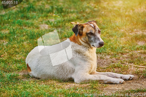 Image of Street Dog on the Ground