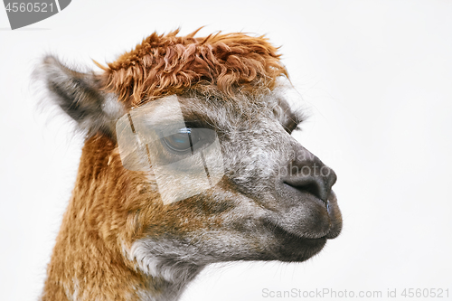 Image of Portrait of Alpaca