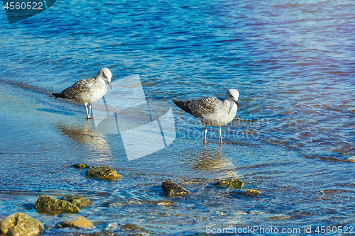 Image of Subadult European Herring Gulls 