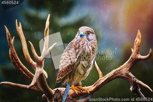 Image of Common Kestrel (Falco Tinnunculus)