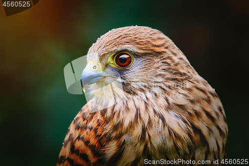 Image of Common Kestrel (Falco Tinnunculus)