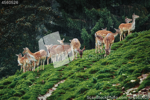 Image of Deers near the Forest