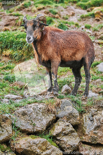 Image of Ram on Stones