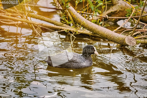 Image of Common Coot on the Lake