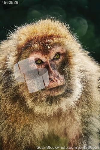 Image of Barbary Macaque (Macaca Sylvanus)