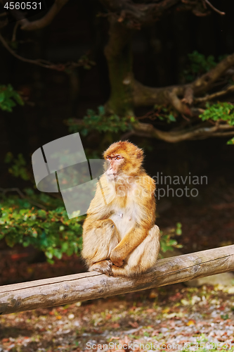 Image of Barbary Macaque (Macaca Sylvanus)