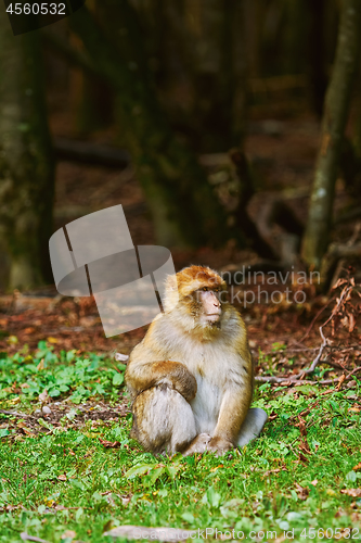 Image of Barbary Macaque (Macaca Sylvanus)