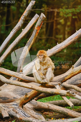 Image of Barbary Macaque (Macaca Sylvanus)