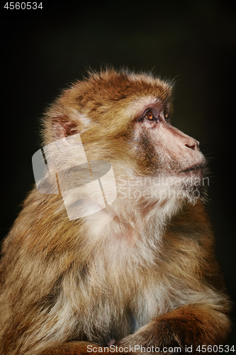 Image of Barbary Macaque (Macaca Sylvanus)