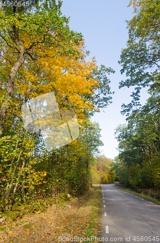 Image of Trees in fall colors by a country road