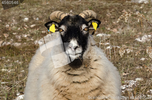 Image of Wolly sheep head portrait