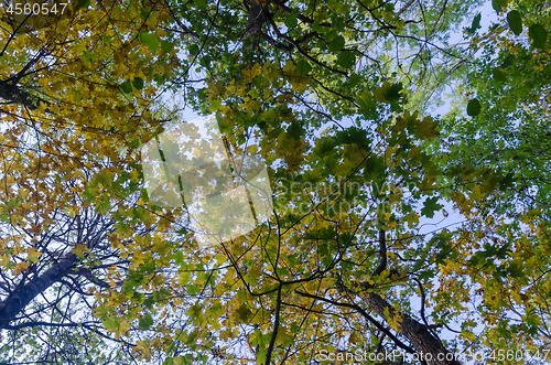 Image of Looking up to fall colored leaves in a deciduous forest